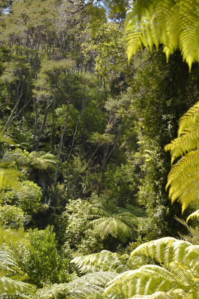 Hike Abel Tasman, New Zealand Fern forest on Abel Tasman hiking trail