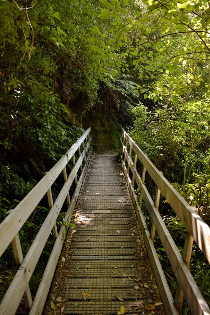 Hike Abel Tasman, New Zealand Bridge through forest in Abel Tasman National Park
